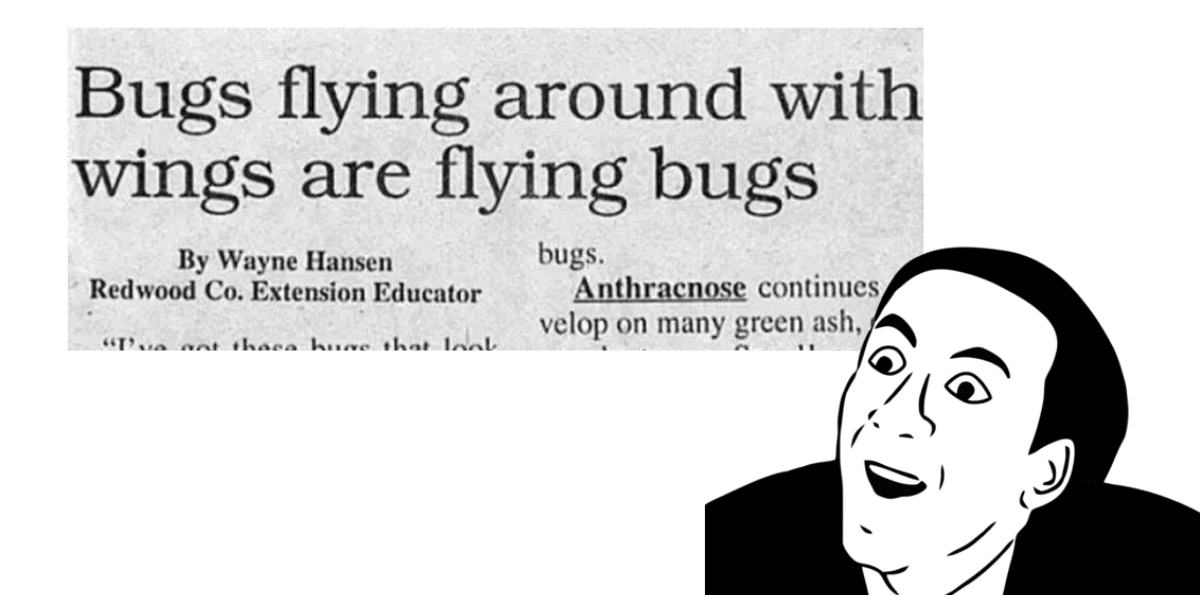 bugs flying around with wings are flying bugs